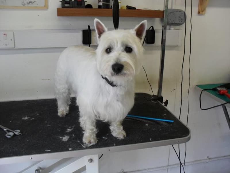 Inside the salon: a white West Highland terrier on the black grooming table with clippers and trimmed fur around it