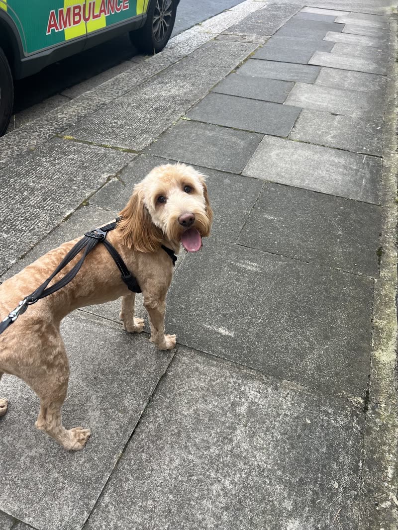 A pale cockapoo in a harness waiting on the pavement outside the salon on a grey day