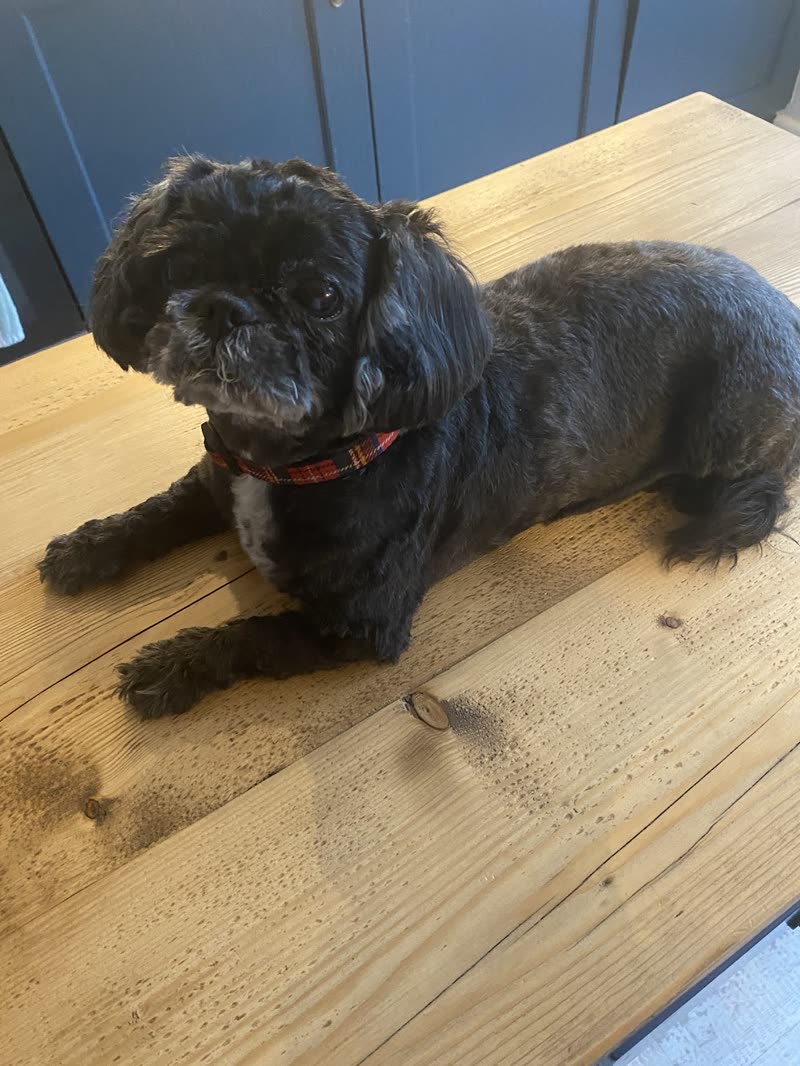 A shih tzu resting on a wooden bench against a blue wall after its trim