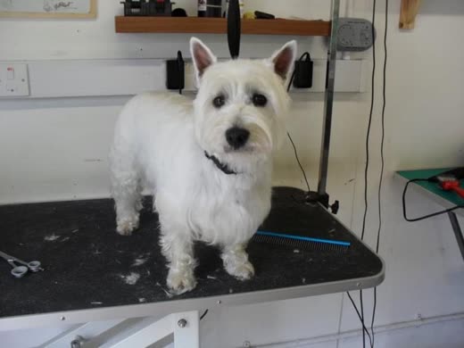 A freshly groomed white West Highland terrier standing on a black grooming table in the salon