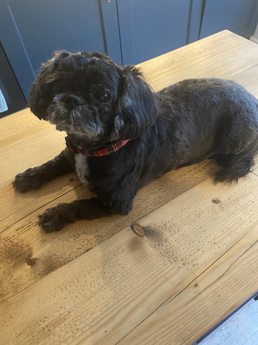 A groomed dark shih tzu type dog lying on a wooden bench against a blue wall after its trim