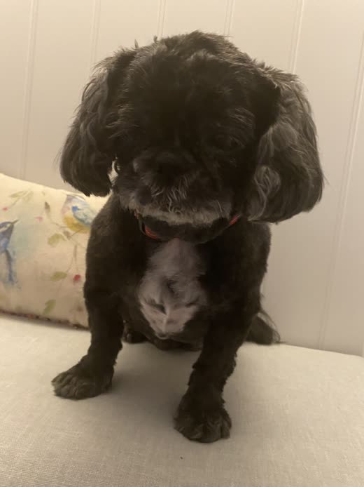 A black curly-coated poodle cross with a fresh full-body trim and rounded ears