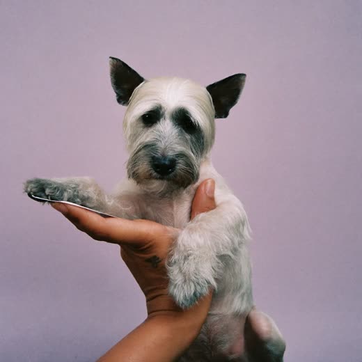 A wire-haired terrier after a hand-stripped coat trim