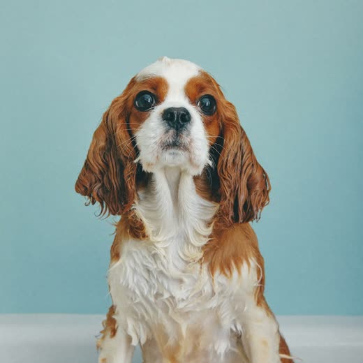 A freshly bathed spaniel with a clean damp coat